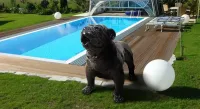 Chien